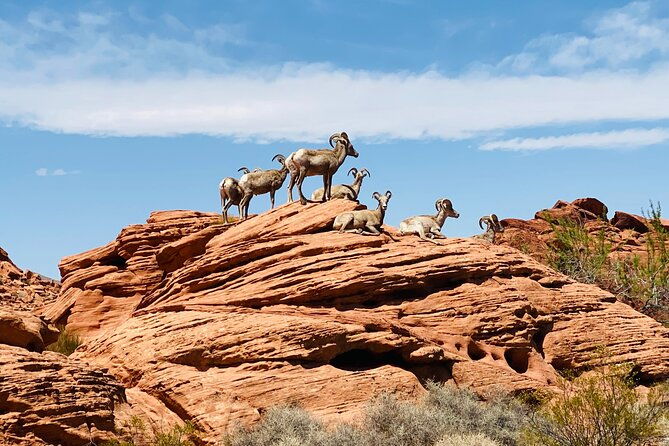 valley-of-fire-guided-tour-from-las-vegas