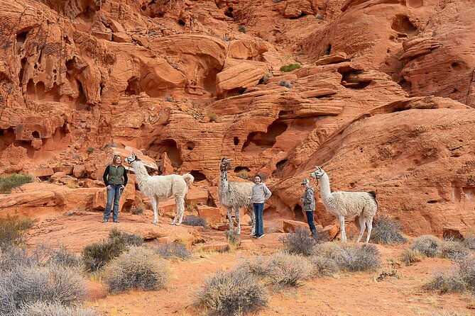 valley-of-fire-llama-hikes