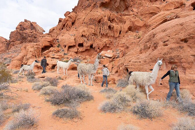 valley-of-fire-llama-hikes