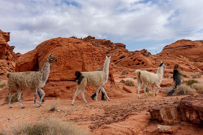 valley-of-fire-llama-hikes