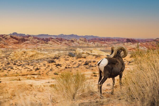 Valley of Fire Sunset Tour from Las Vegas - FAQ