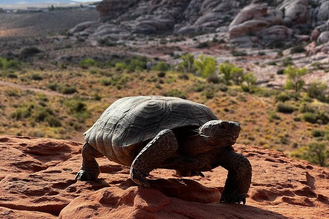 valley-of-fire-zion-park-1-day-tour-from-las-vegas