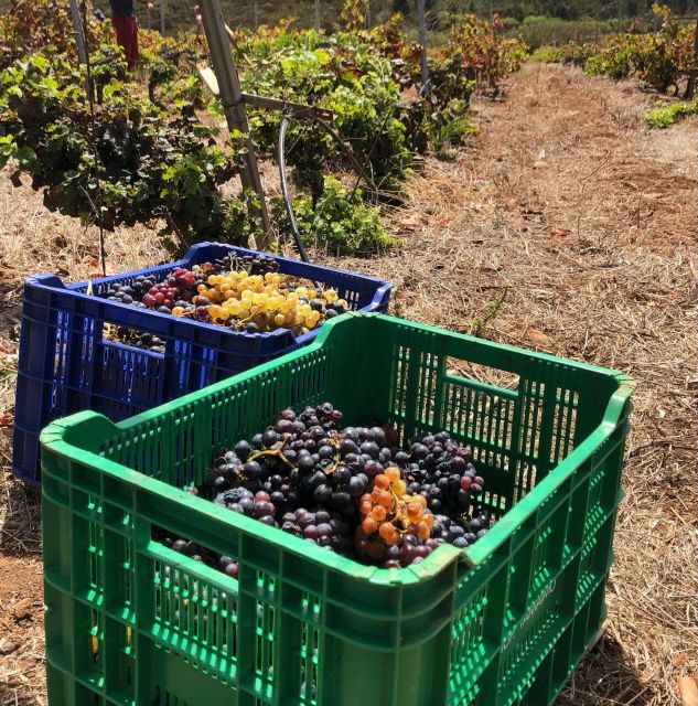 valley-of-tegueste-wine-tour-with-tasting-at-el-lomo-winery