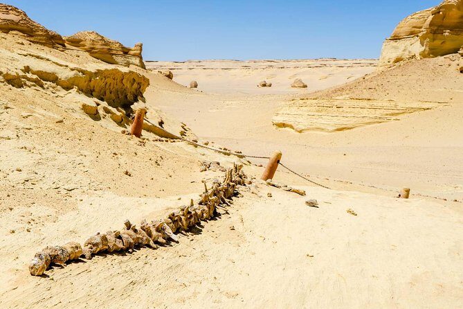 Valley of Whales and Wadi El Rayan Water Falls Day Tour from Cairo - Final Thoughts