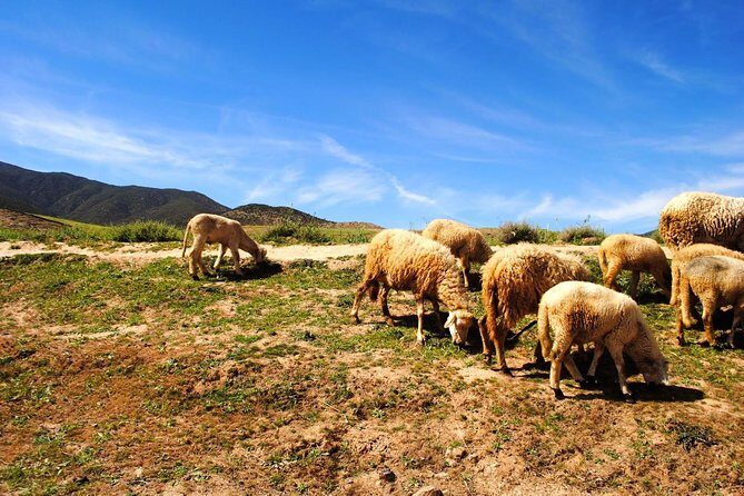 Valleys & Berber villages Atlas Mountains-sightseeing Day Trip With Camel Riding - Who Would Love This Tour?
