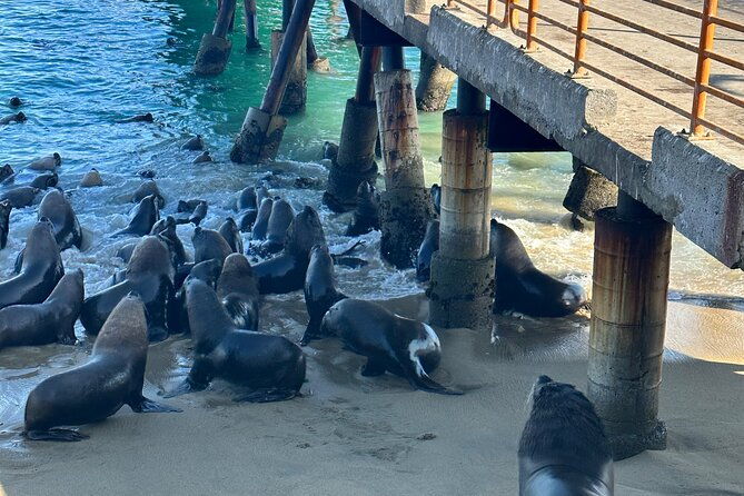 valparaiso-vina-del-m-vineyard-testing-sea-lions-boat-ride