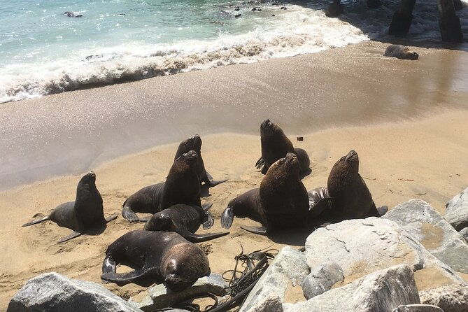 valparaiso-vina-del-m-vineyard-testing-sea-lions-boat-ride