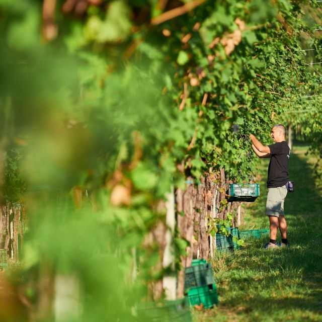 valpolicella-amarone-experience-with-cantina-visit