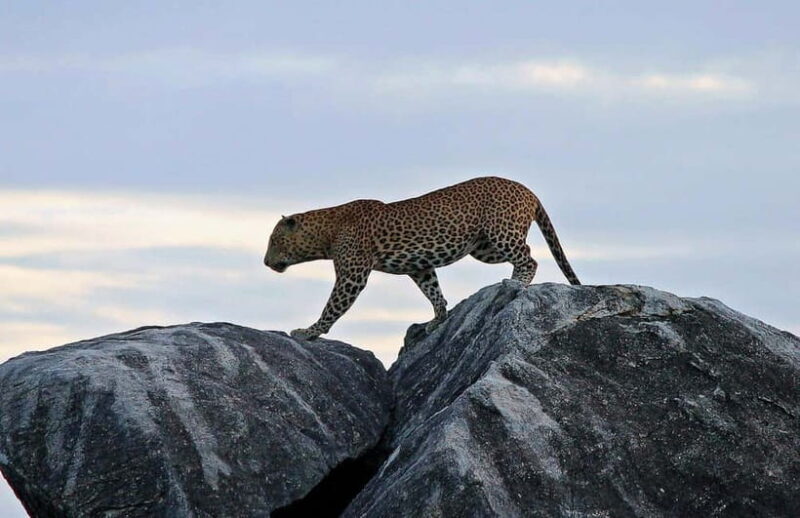 Value Tour: One Day Safari Trip to Yala & Udawalawe w/ Lunch - Key Points