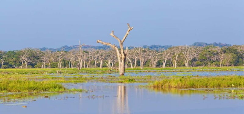 Value Tour: One Day Safari Trip to Yala & Udawalawe w/ Lunch - The Bottom Line: Is It Worth It?