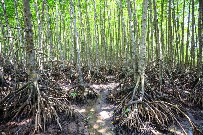 vam-sat-mangrove-forest-private-tour-from-ho-chi-minh-city