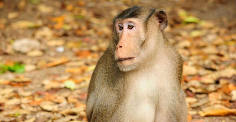 vam-sat-mangrove-forest-private-tour-from-ho-chi-minh-city