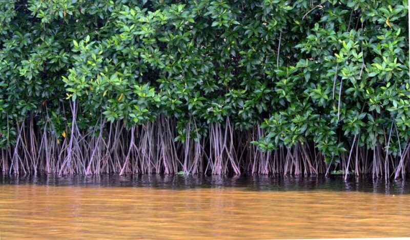 vam-sat-mangrove-forest-private-tour-from-ho-chi-minh-city