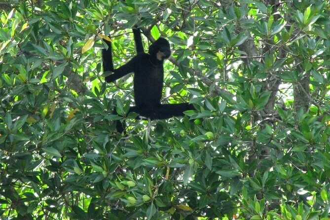 Vam Sat Mangrove Private Eco Tour - Why This Tour Is a Great Value
