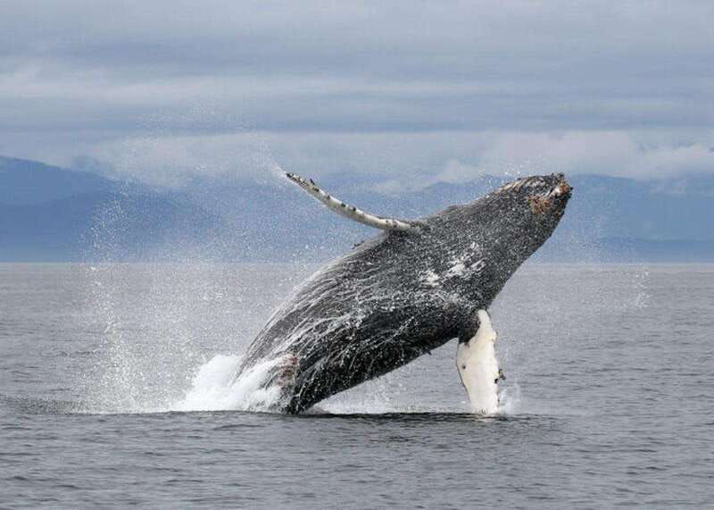 vancouver-bc-whale-watching-tour-with-guide