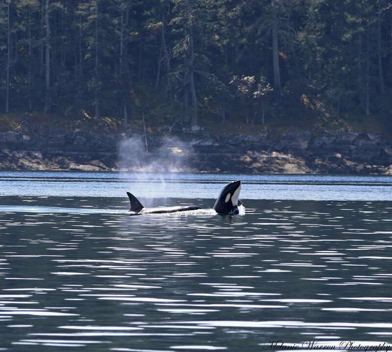 vancouver-bc-whale-watching-tour-with-guide