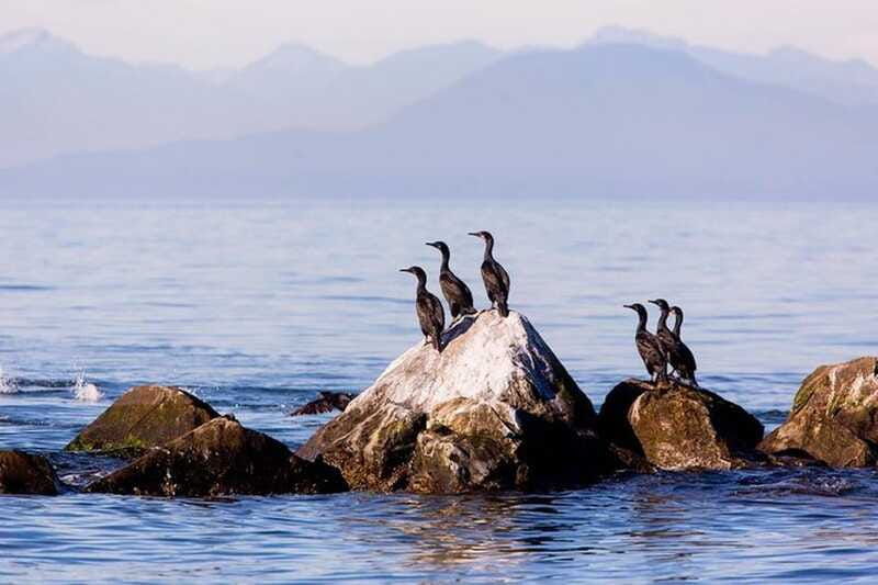 vancouver-bc-whale-watching-tour-with-guide