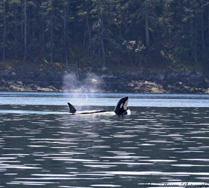 vancouver-bc-whale-watching-tour-with-guide