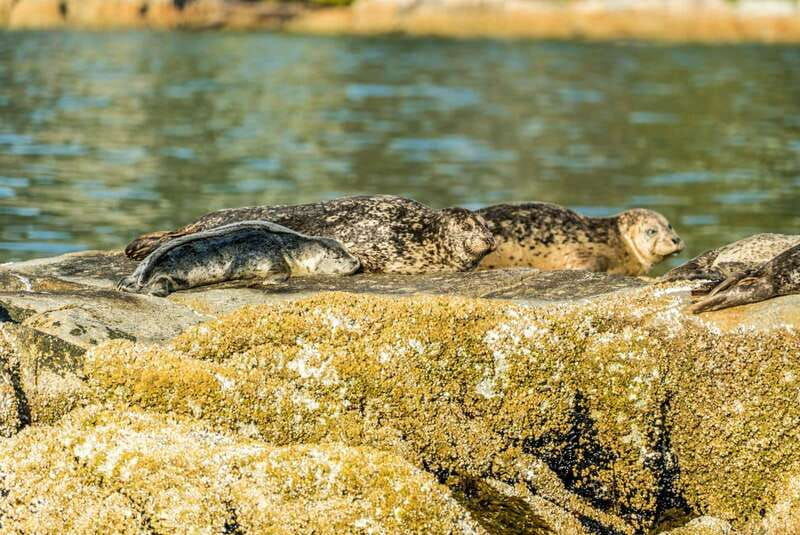 vancouver-city-and-seal-boat-tour