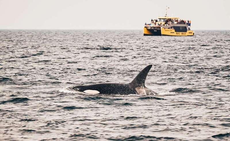 vancouver-covered-whale-watching-adventure-with-free-photos-2