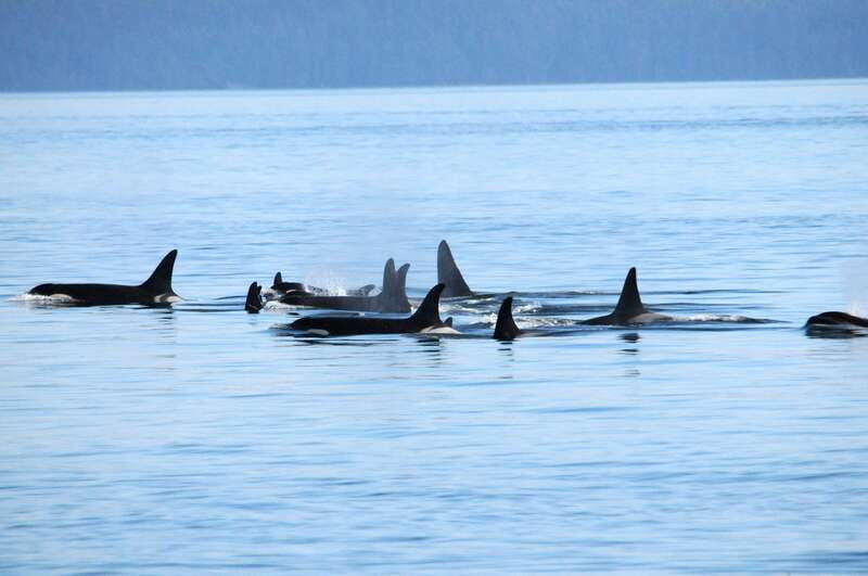 Vancouver: Covered Whale Watching Adventure with Free Photos - Vancouver: Covered Whale Watching Adventure with Free Photos