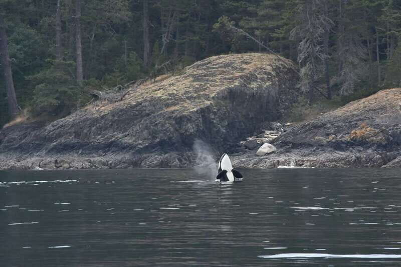 Vancouver: Covered Whale Watching Adventure with Free Photos - FAQ