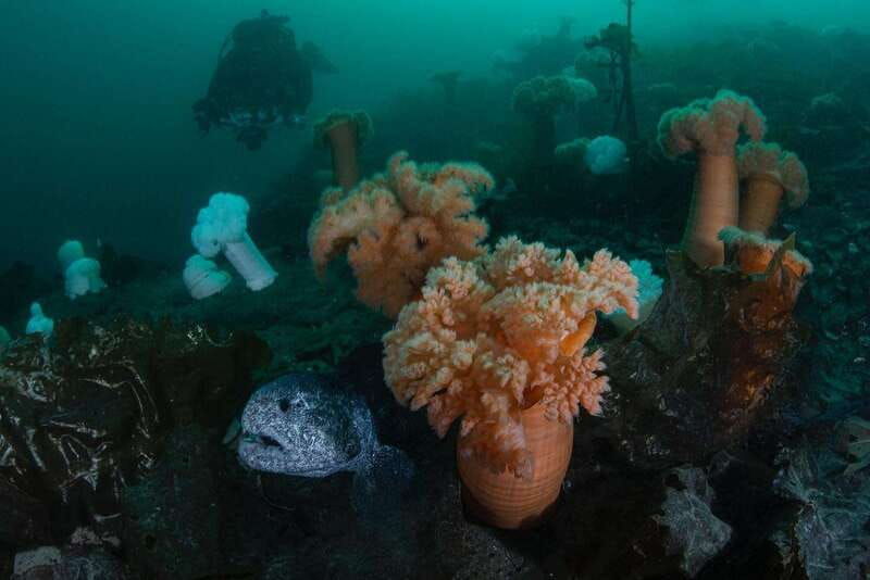vancouver-discover-the-best-scubadiving-sites-by-boat