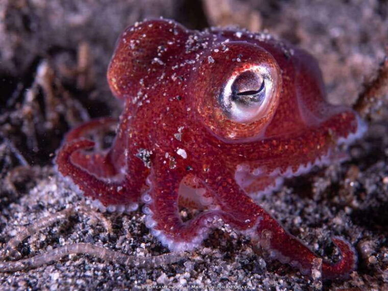 vancouver-discover-the-best-scubadiving-sites-by-boat