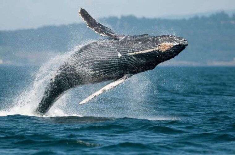vancouver-island-cowichan-bay-sunset-whale-watching-tour