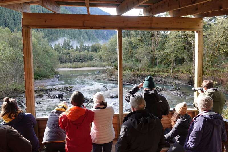 vancouver-island-full-day-grizzly-bear-tour-at-toba-inlet
