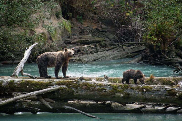 vancouver-island-full-day-grizzly-bear-tour-at-toba-inlet