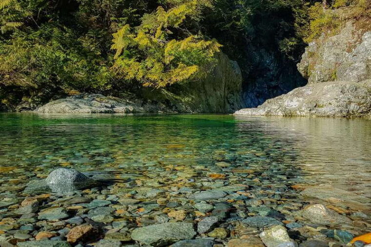 vancouver-lynn-valley-suspension-bridge-nature-walk-tour