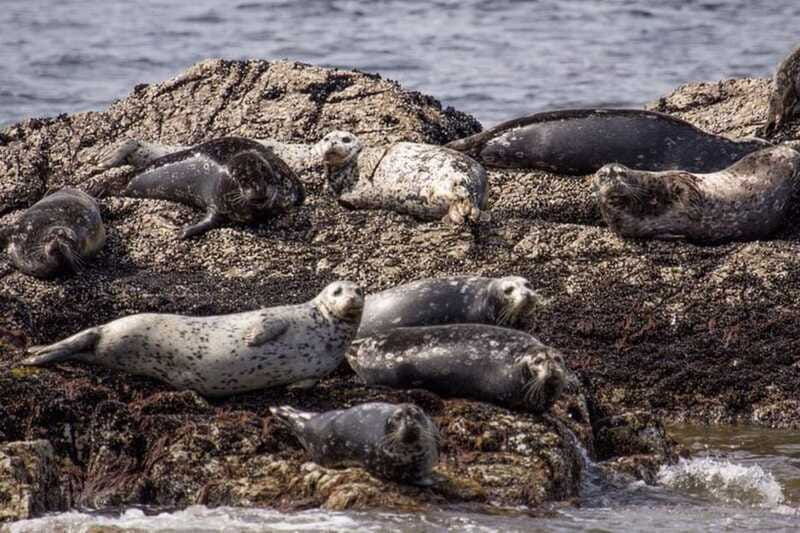 vancouver-morning-kayak-seal-cruise
