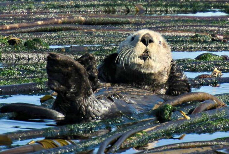 vancouver-seaplane-to-victoria-and-whale-watching-day-trip