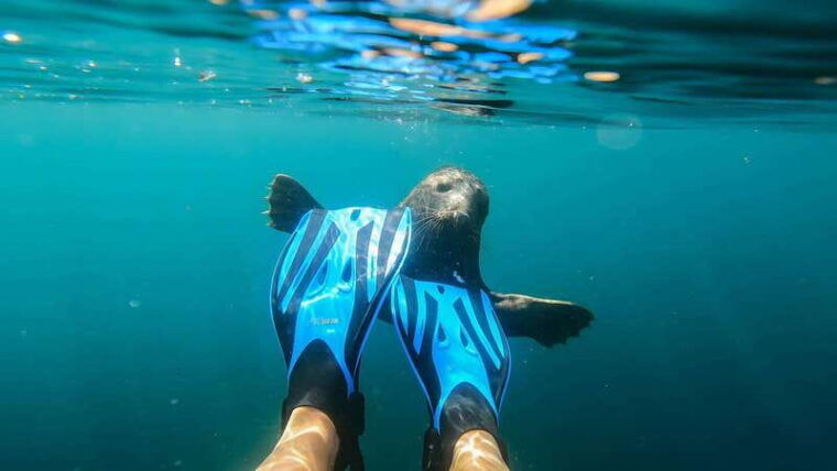 vancouver-snorkeling-seals-kayaking-scenic-boat-tour