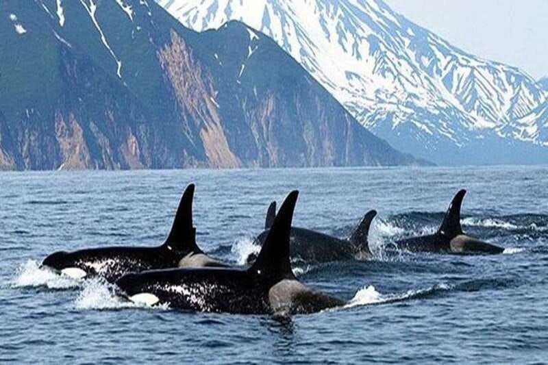 vancouver-whale-watching-adventure-with-city-tour