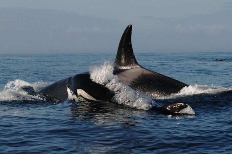 vancouver-whale-watching-adventure-with-city-tour