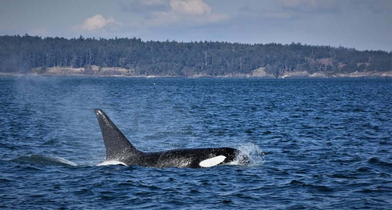 vancouver-whale-watching-safari