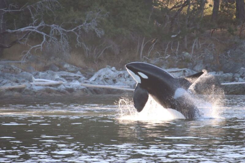 vancouver-whale-watching-safari
