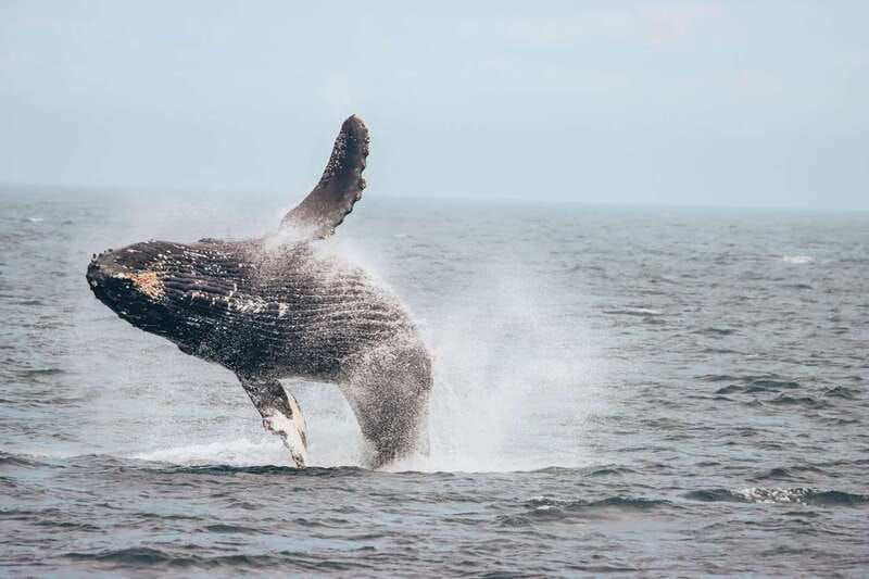 vancouver-whale-watching-safari
