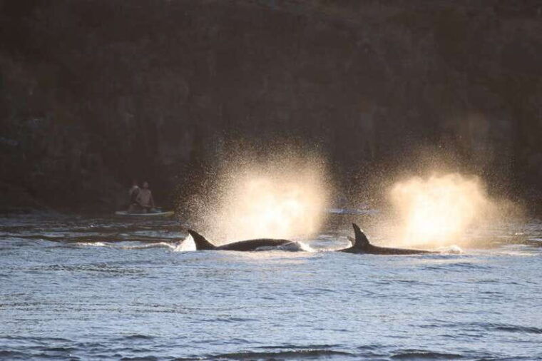 vancouver-whale-watching-safari