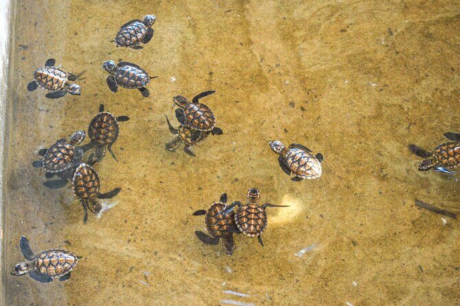 Vanuatu Cultural Village, Waterfalls, Turtles and Blue Lagoon - Practical Details and What to Expect