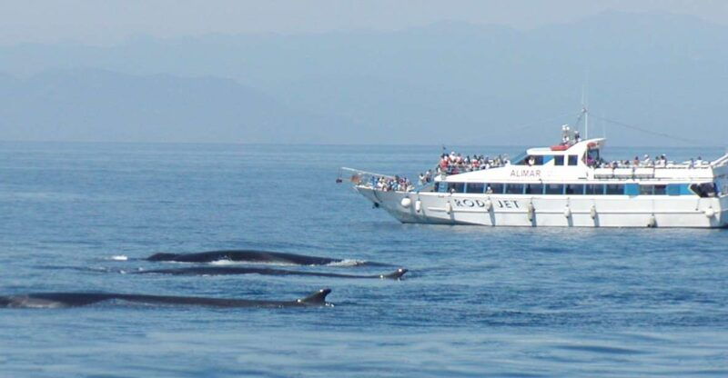 varazze-pelagos-sanctuary-guided-cetacean-watching-tour