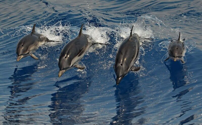 varazze-pelagos-sanctuary-guided-cetacean-watching-tour
