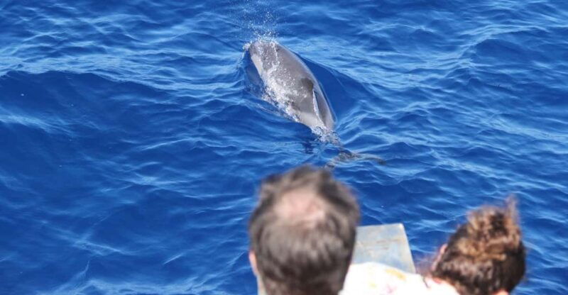 varazze-pelagos-sanctuary-wildlife-cruise-with-guide