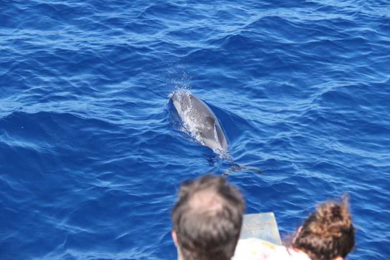 varazze-pelagos-sanctuary-wildlife-cruise-with-guide