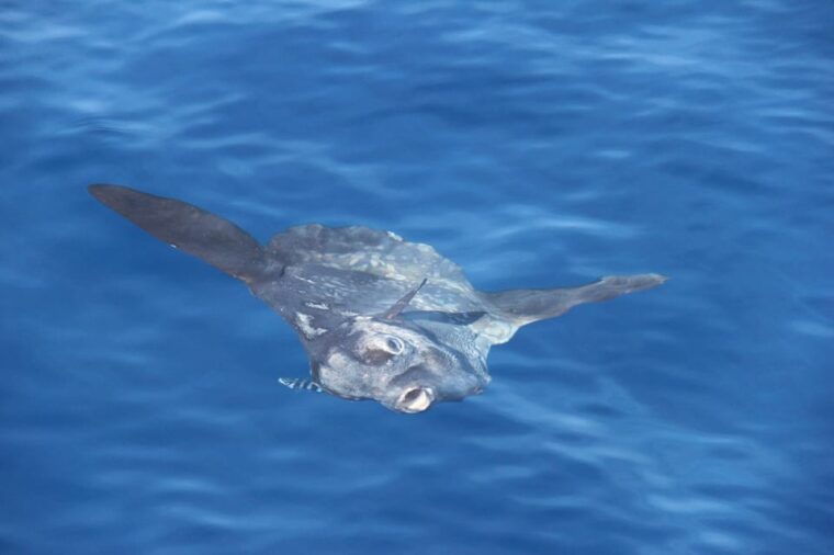 varazze-pelagos-sanctuary-wildlife-cruise-with-guide