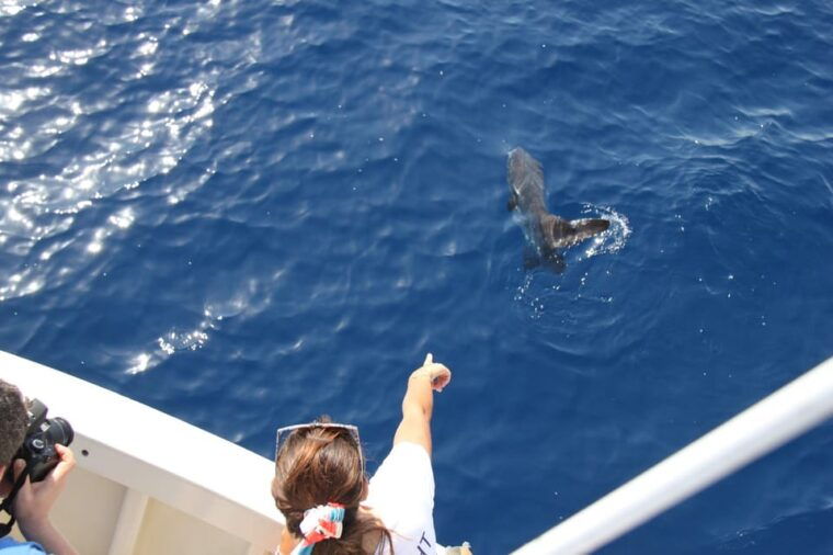 varazze-pelagos-sanctuary-wildlife-cruise-with-guide