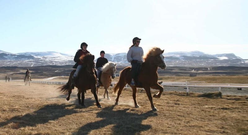Varmahlid: Viking Horse Riding Tour - Authentic Insights from Past Riders