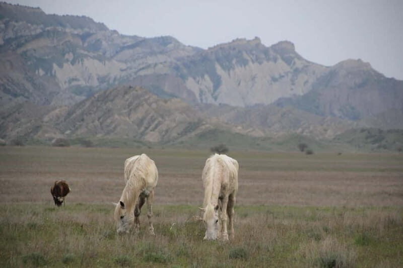 Vashlovani Nature Reserve: Horse Riding Tour - An In-Depth Look at the Vashlovani Horse Riding Tour